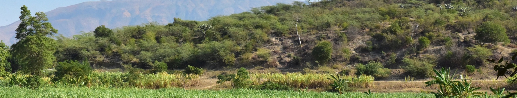 Sugarcane fields in Haiti