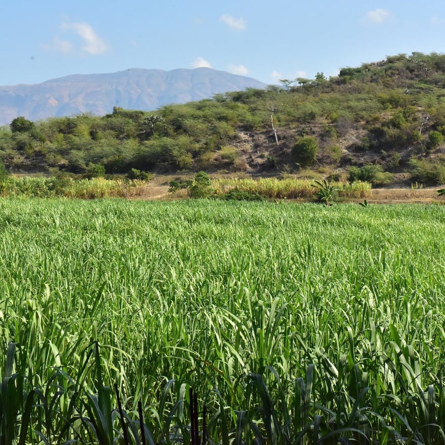 Sugarcane fields in Haiti