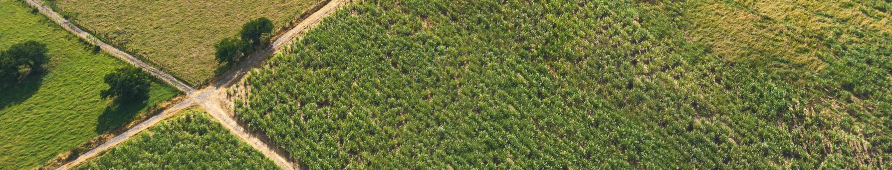 Cane fields at Trois Rivières in Martinique