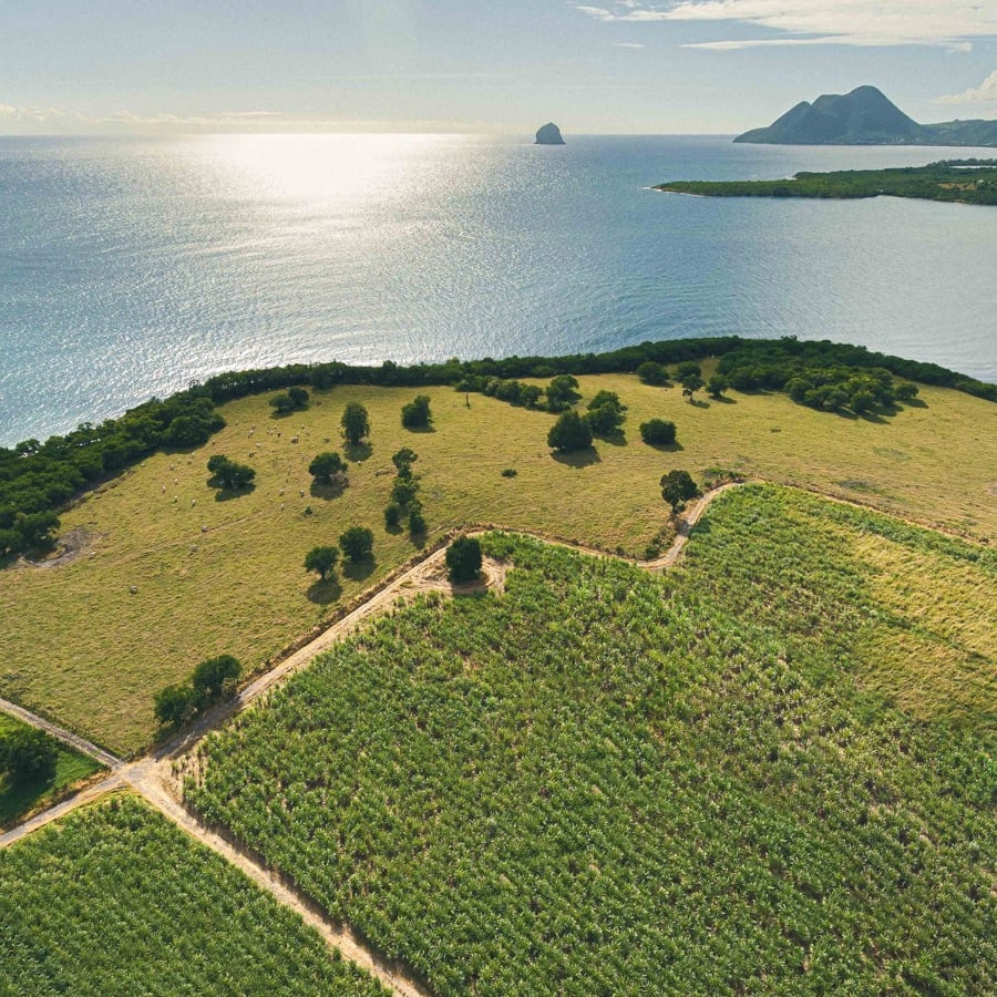 Cane fields at Trois Rivières in Martinique