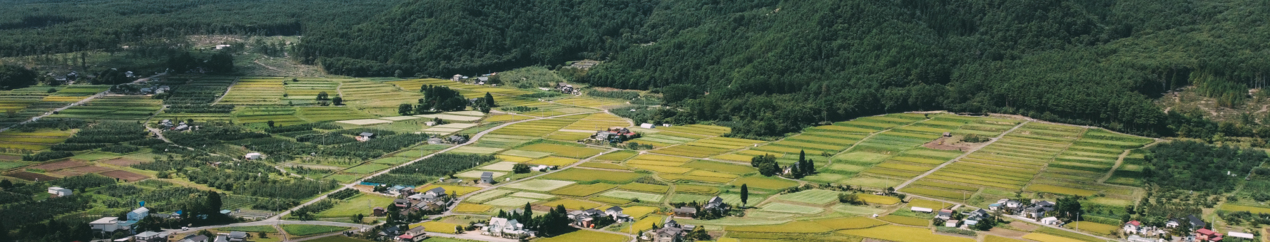 Spread across the whole of Japan, fields not only grow the country's staple food but also the key ingredient of sake: rice