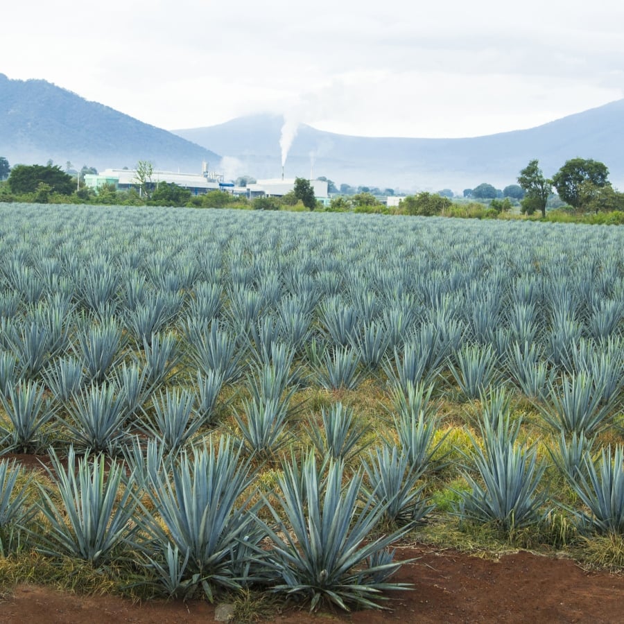 Fields of agave