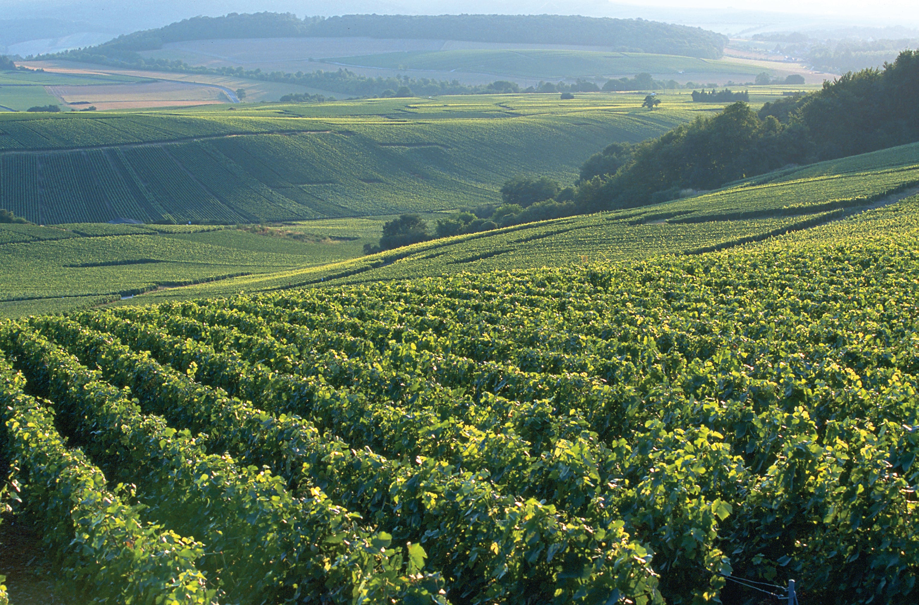 Vineyards at Bollinger