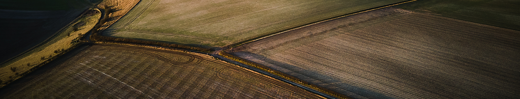 Fields of barley surrounding Spirit of Yorkshire distillery