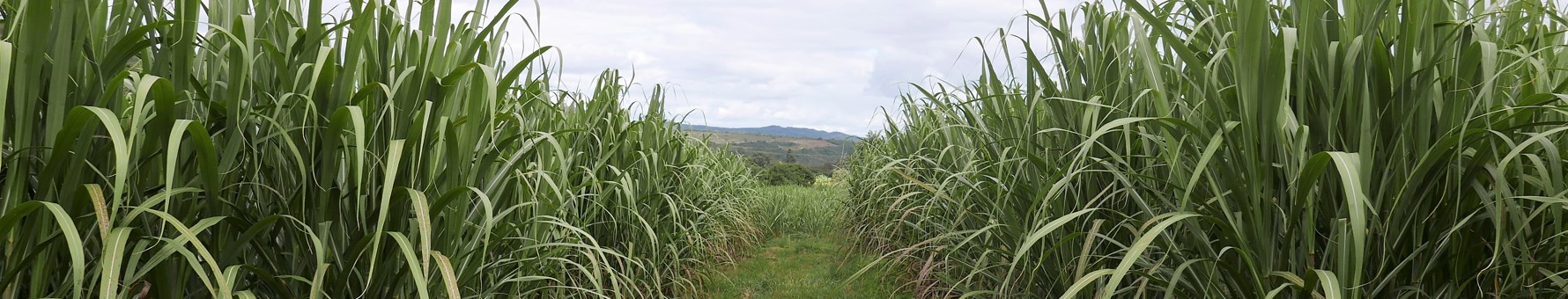 Sugarcane fields in the Brazilian state of Bahia
