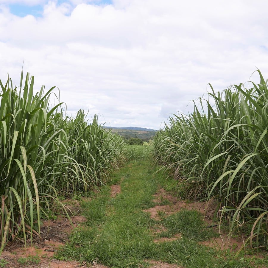 Sugarcane fields in the Brazilian state of Bahia