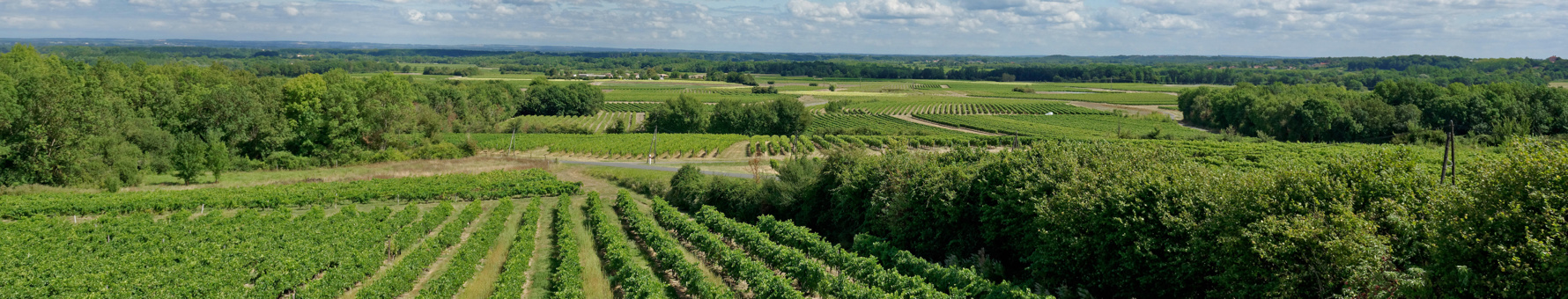 Vineyards in the Charente-Maritime region