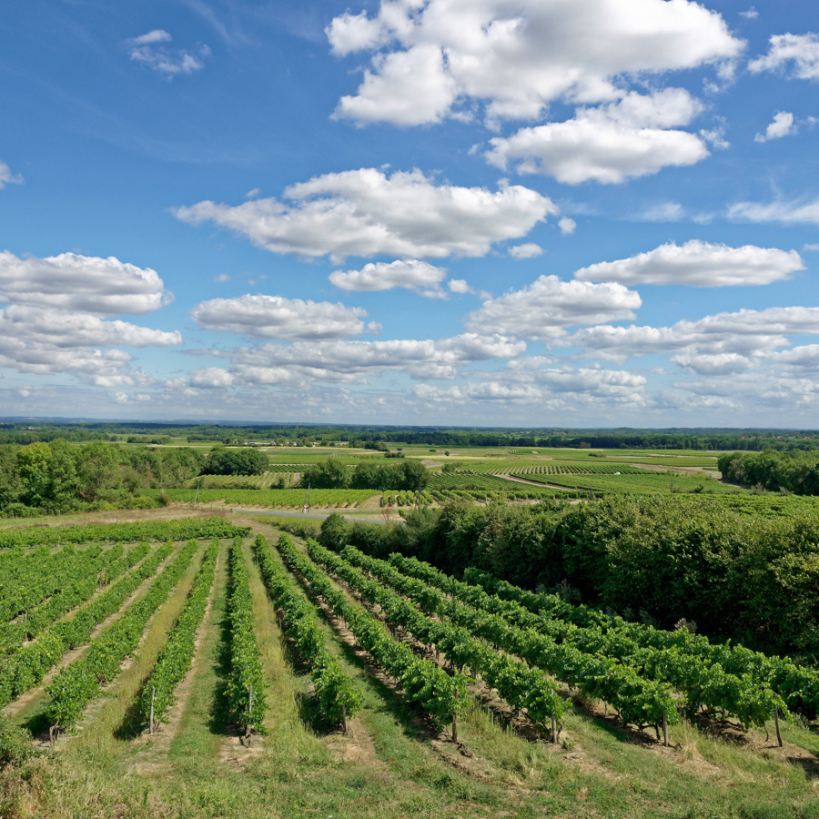 Vineyards in the Charente-Maritime region