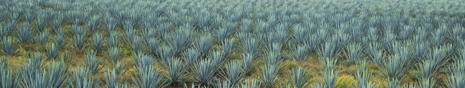 Fields of agave