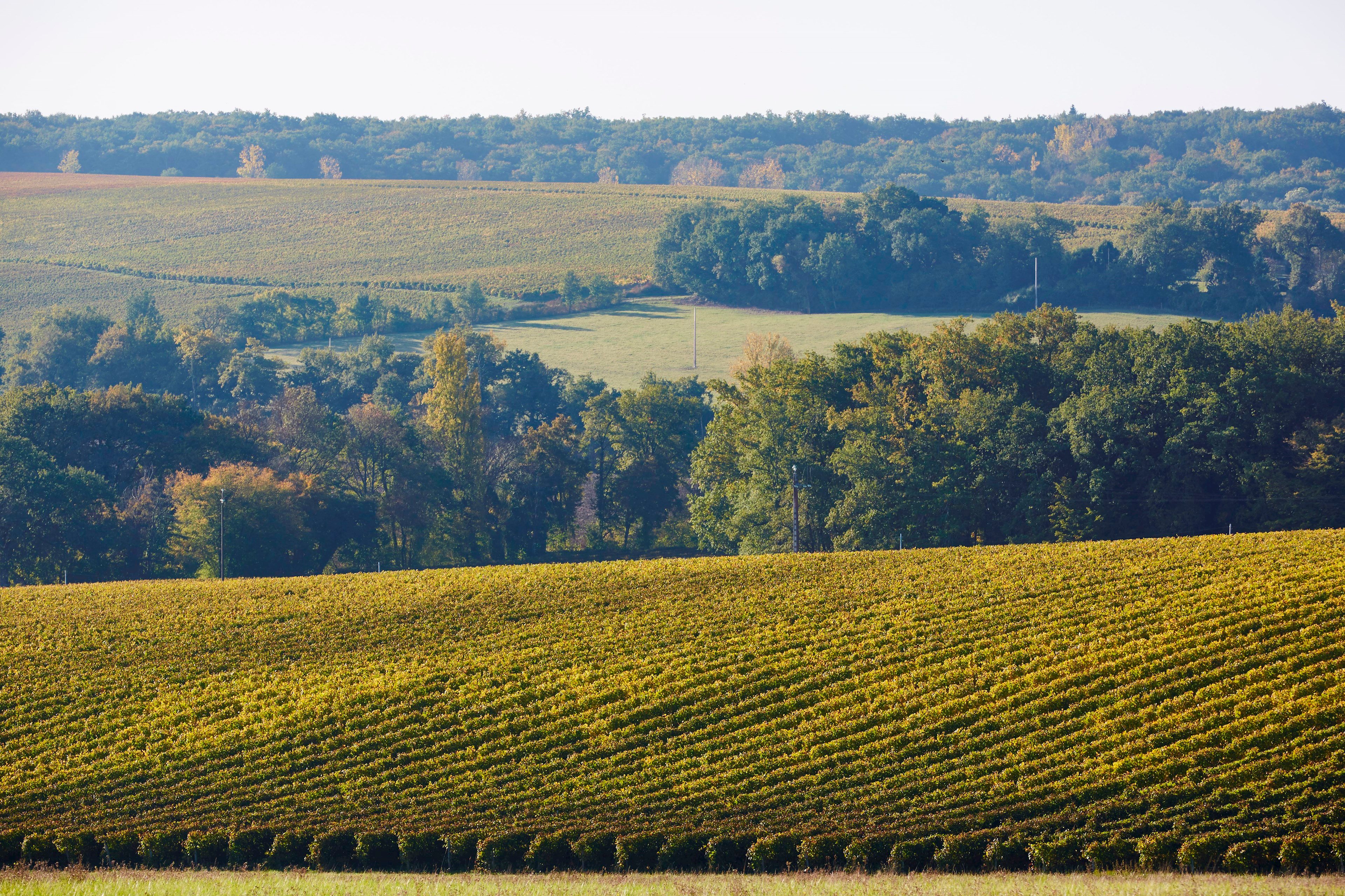 Vineyards in Bas-Armagnac