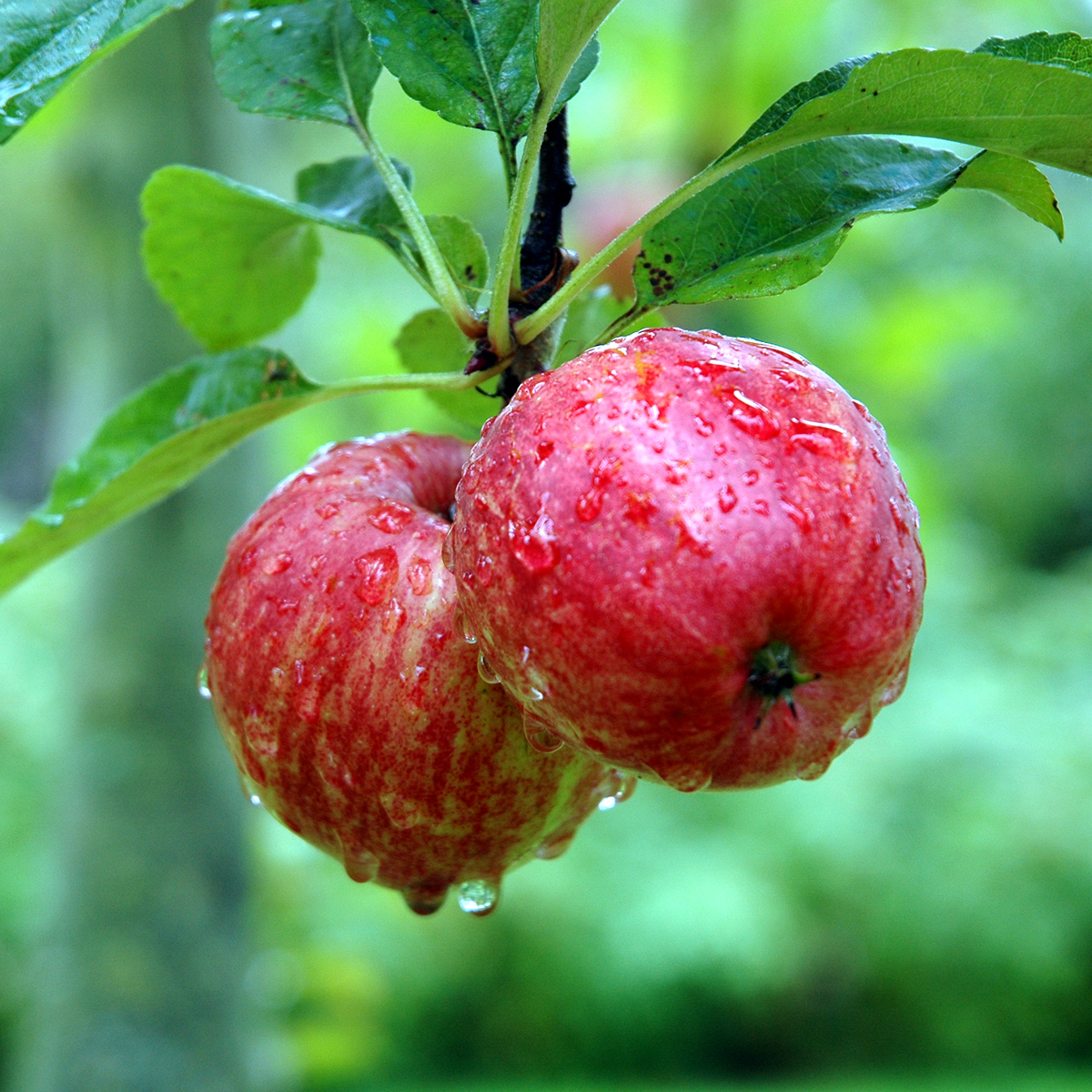 Calvados apples from Brittany and Normandy