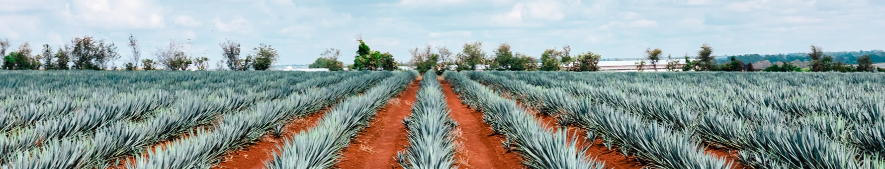 A field of Blue Weber agave in Jalisco