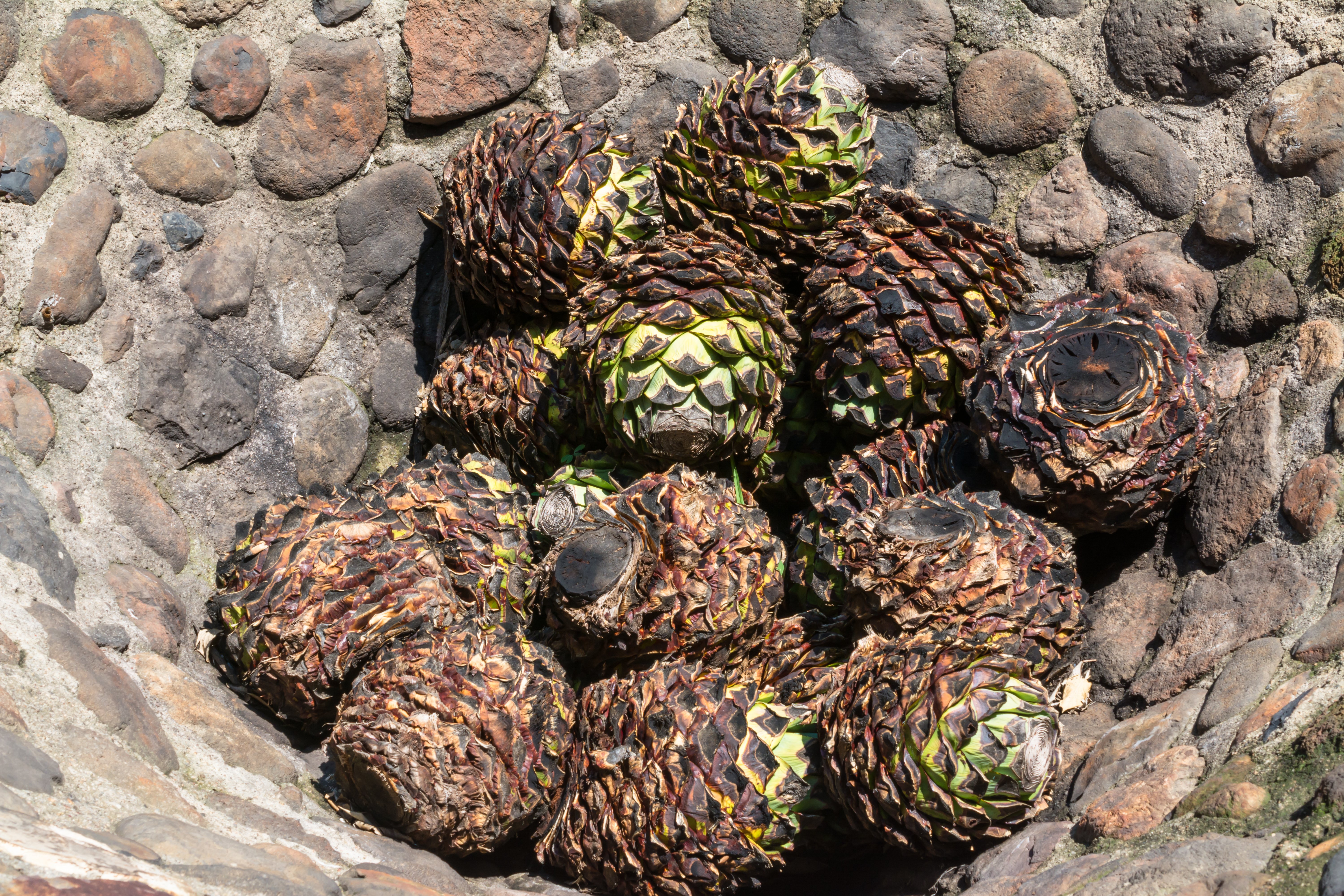 Piñas of agave in a roasting pit