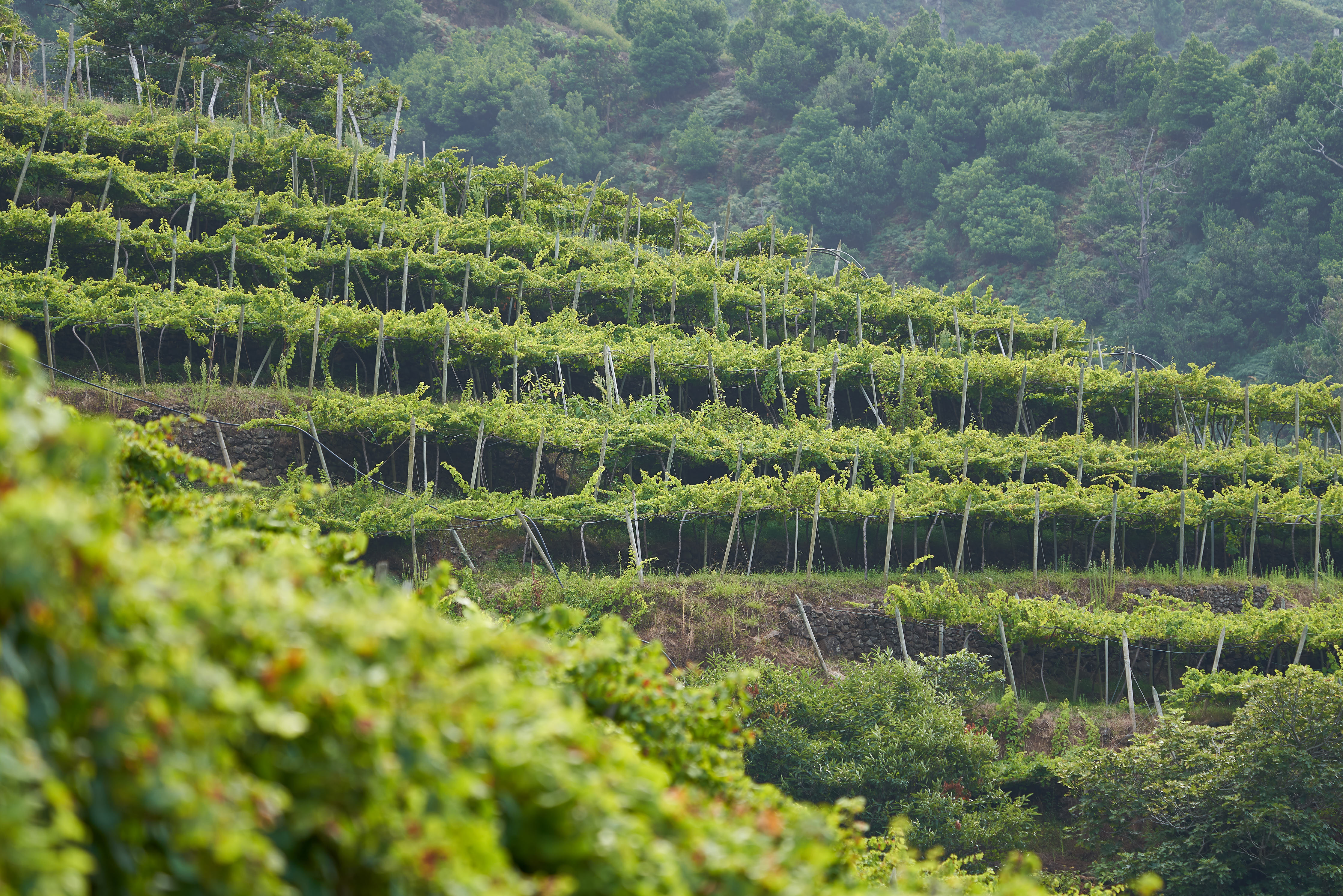 Vineyards in Madeira
