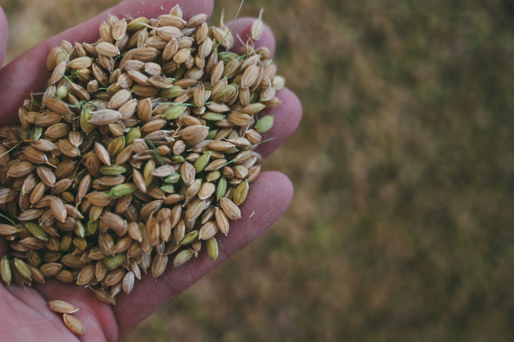 Freshly harvested rice
