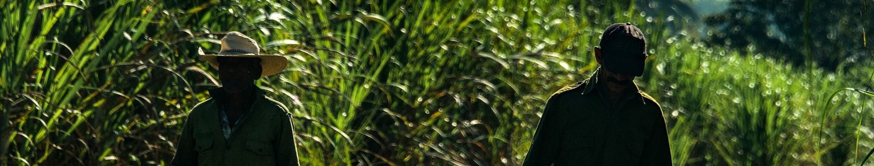 Sugarcane fields in Cuba