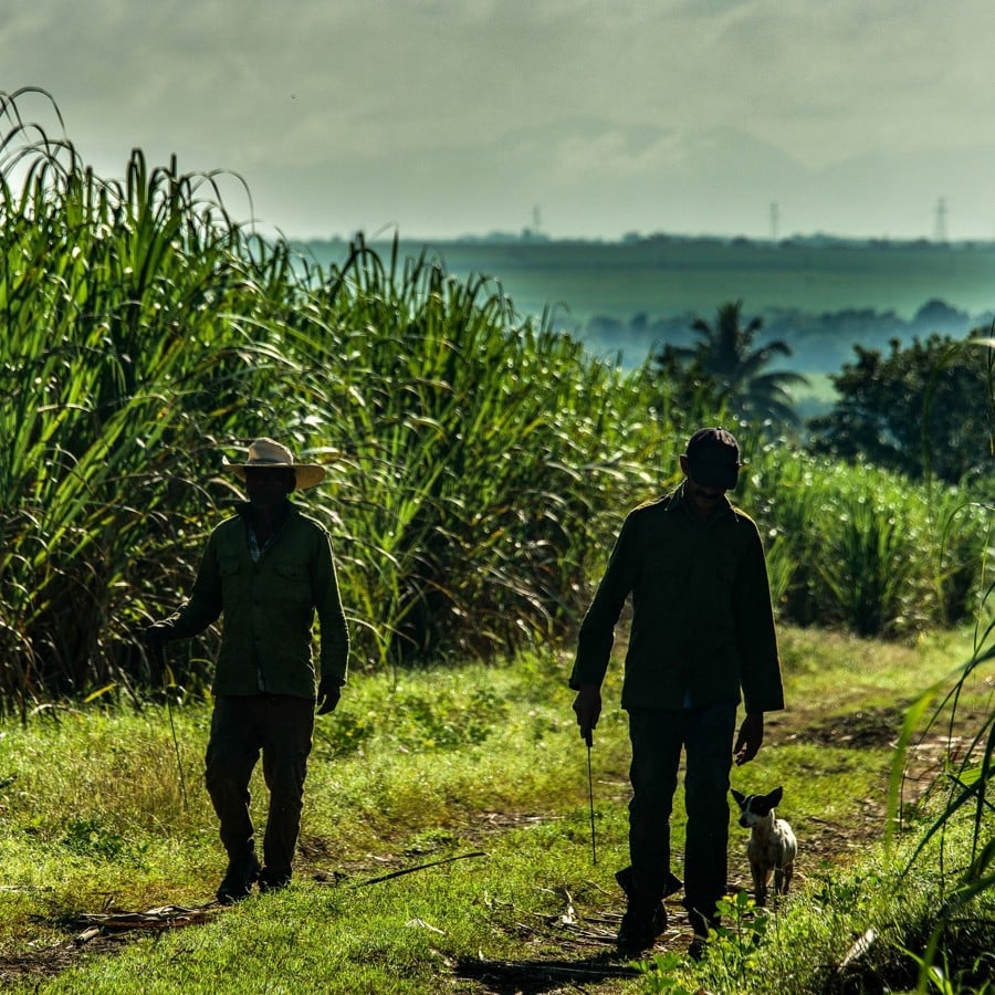 Sugarcane fields in Cuba