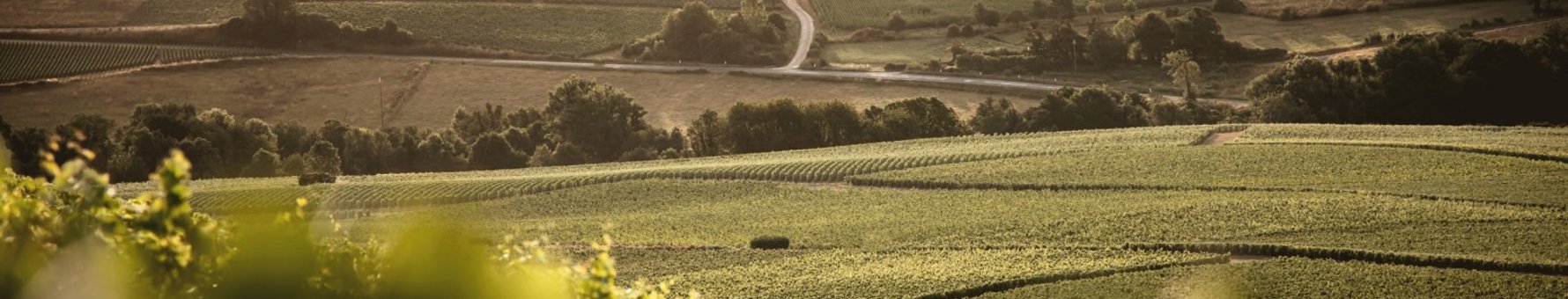 Vineyards at Berêche et Fils