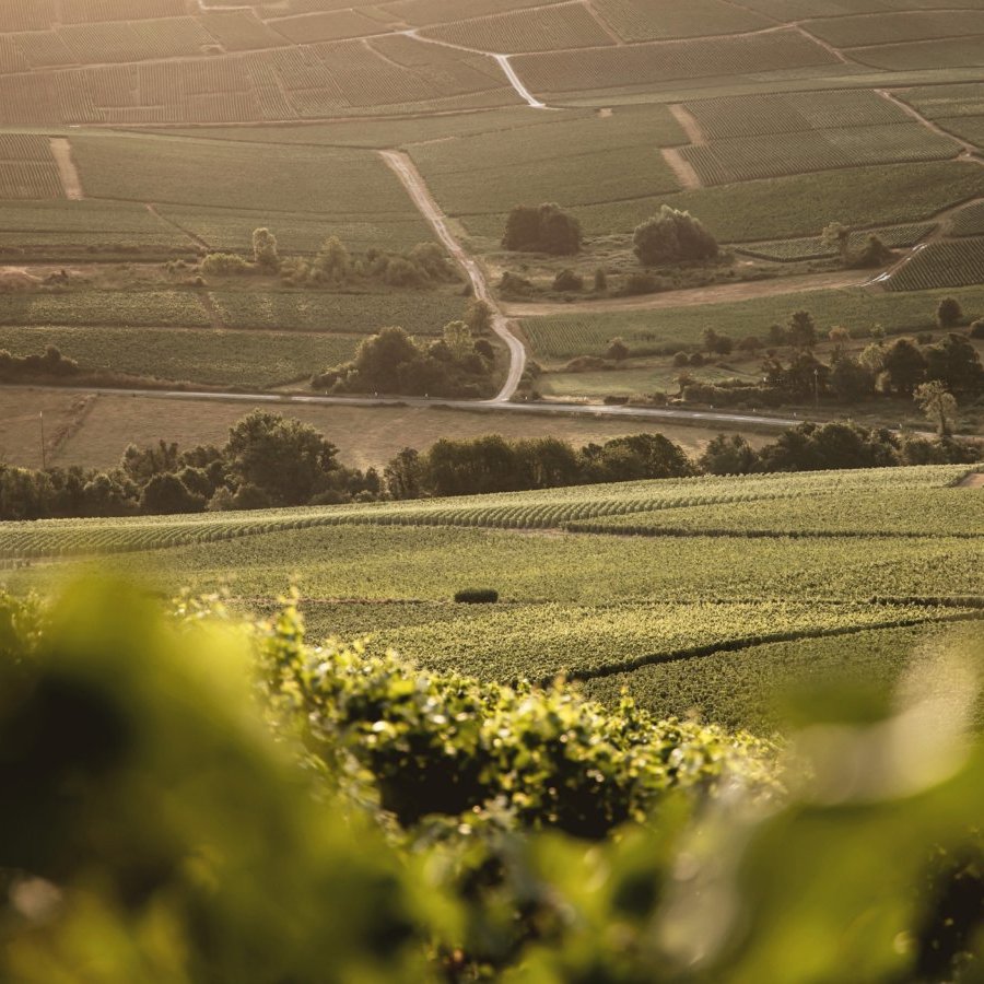 Vineyards at Berêche et Fils