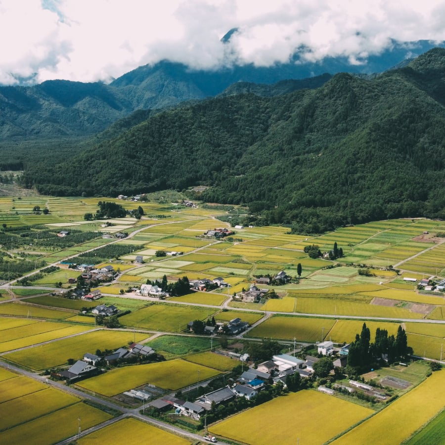 Spread across the whole of Japan, fields not only grow the country's staple food but also the key ingredient of sake: rice