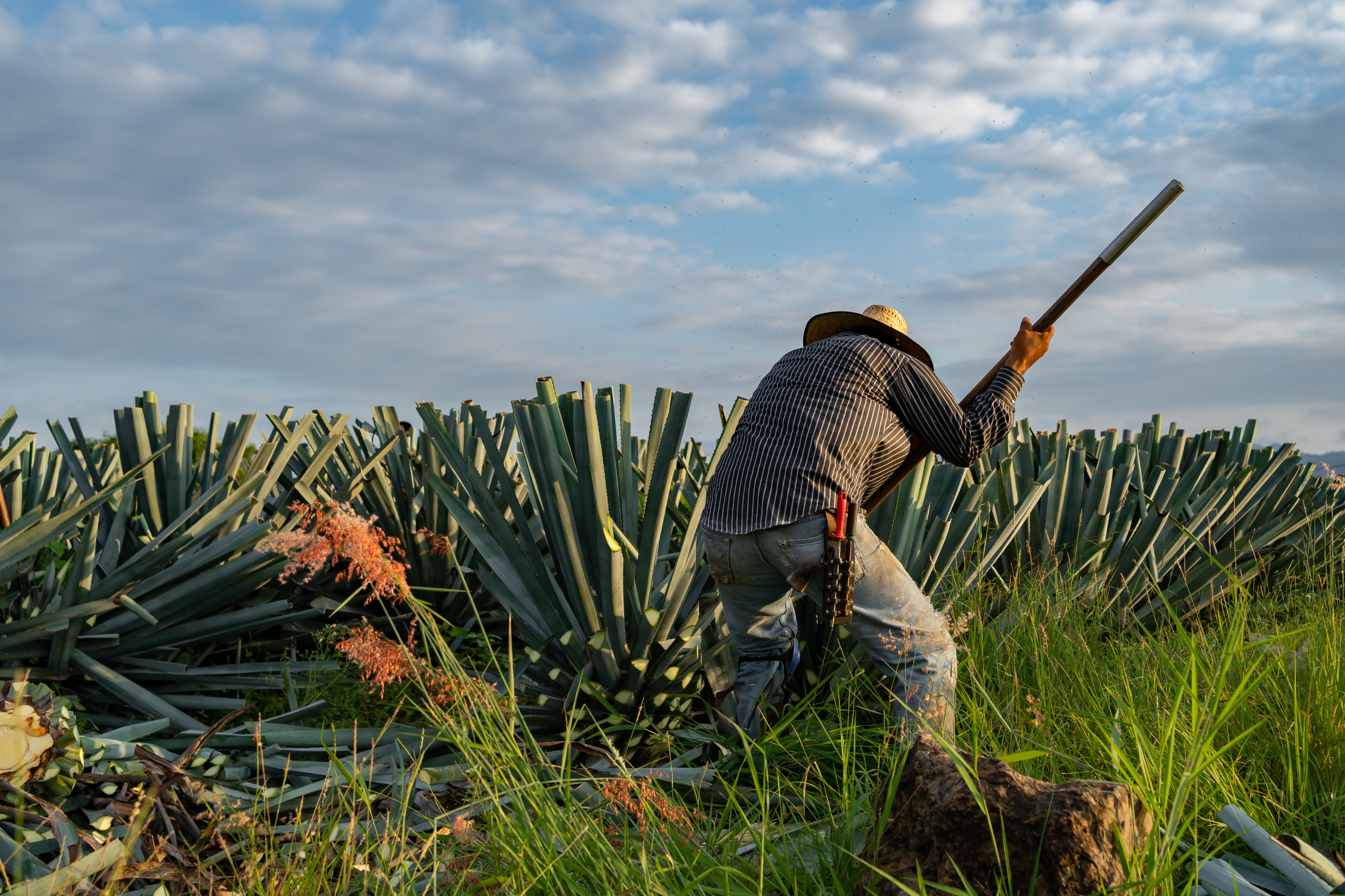 Jimador cutting agave