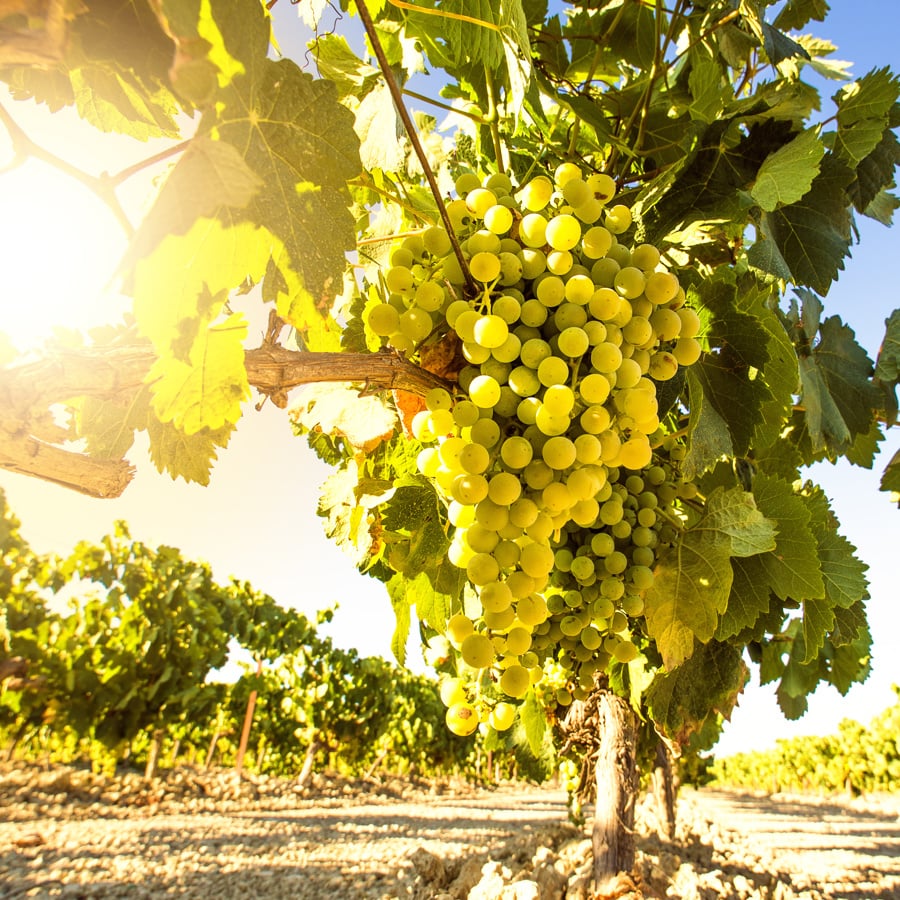 Aromatic grapes destined to be made into Peruvian pisco
