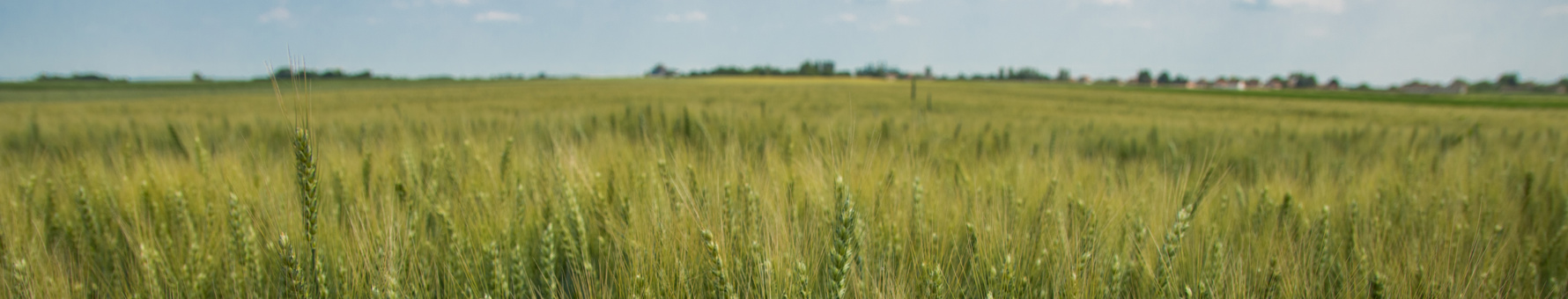 Fields of rye