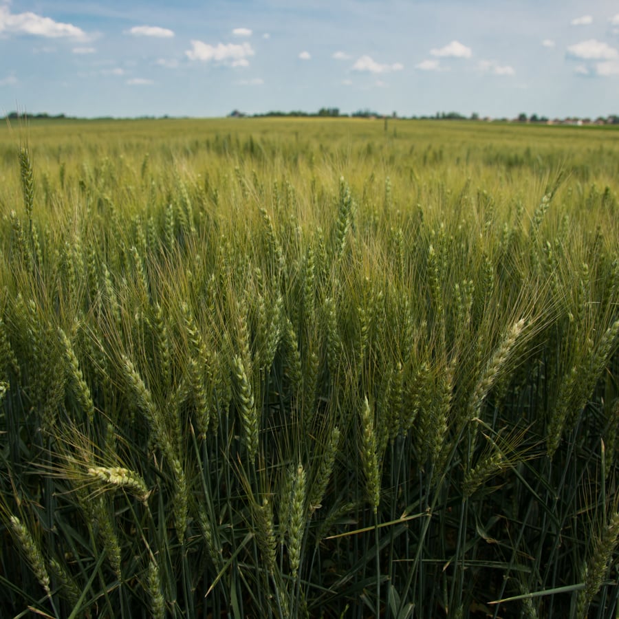 Fields of rye