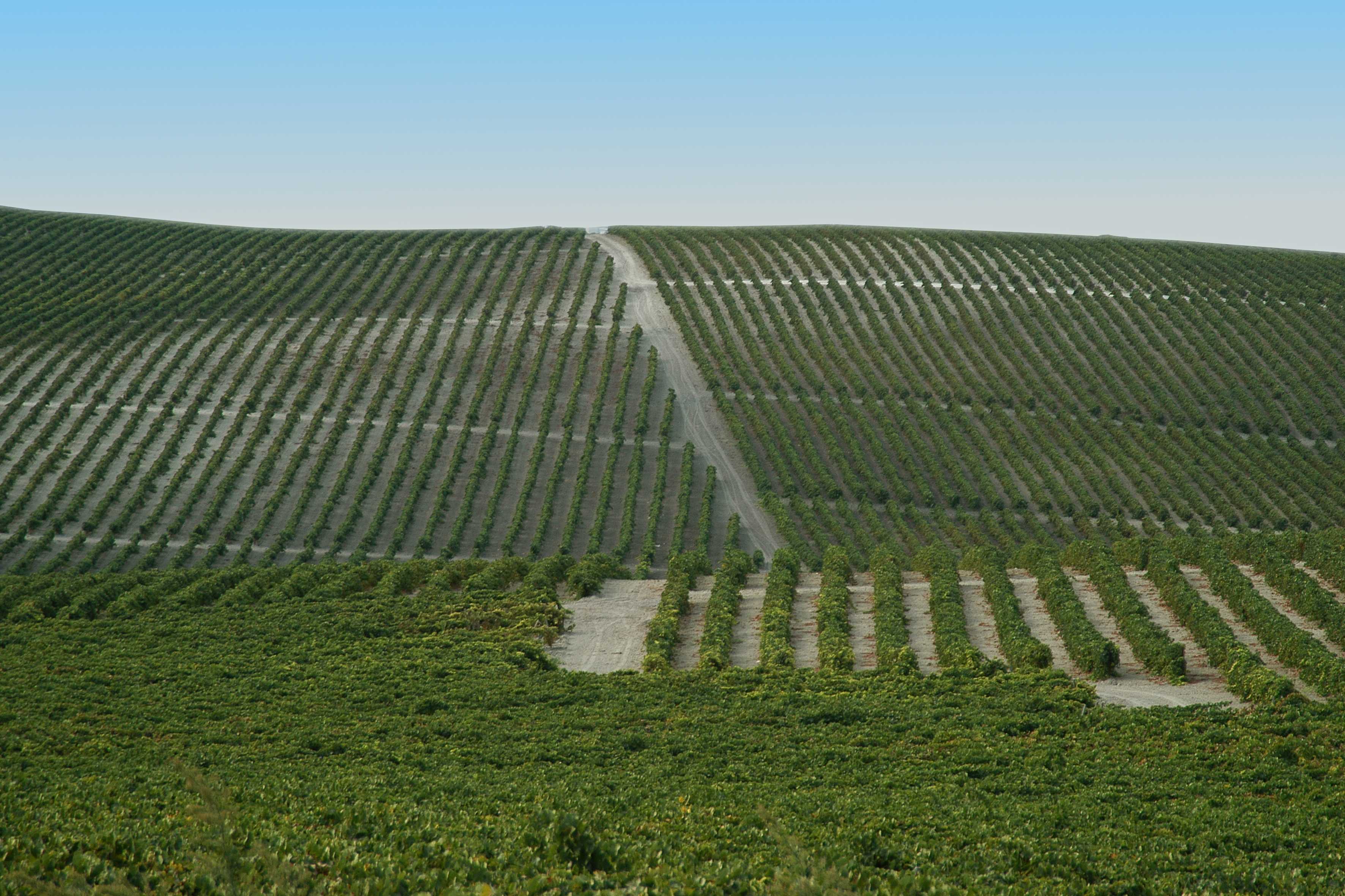 Gonzalez Byass vineyards near Jerez